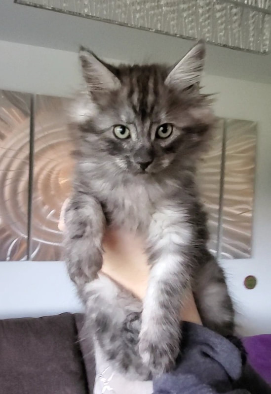 Maine Coon Ragdoll Breeder and Cattery in Washington State ...